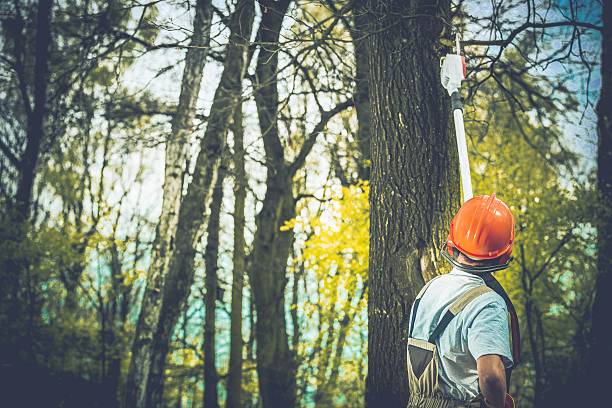 How Our Tree Care Process Works  in  Matheny, CA